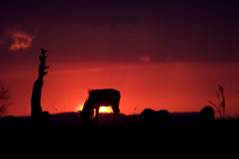 Serian Camp: Sunset