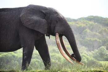 Sette Cama Eco Camp: Waldelefant Profil