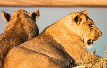 Shawa Luangwa Camp: Löwen