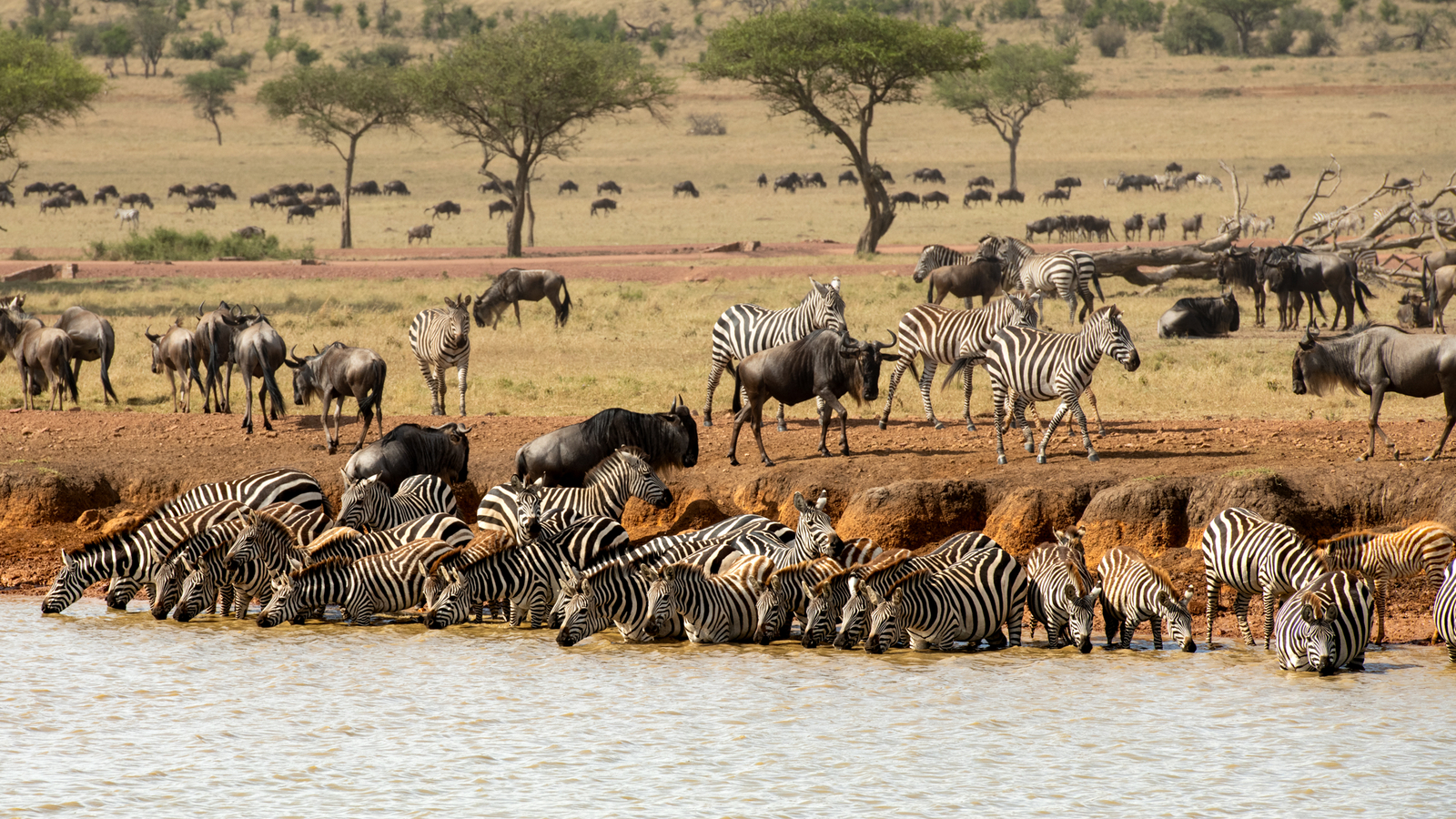 Sinigita Grumeti Game Reserve Sinigita Grumeti Game Reserve: Gnus und Zebras an einer Wasserstelle