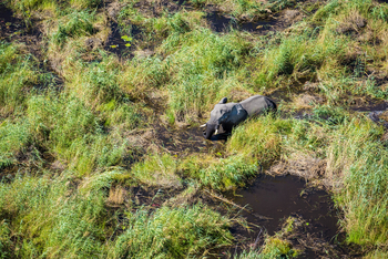 Sitatunga Private Island Camp: Elefant im Wasser