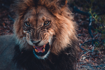 Splash Camp: Grimmiger Löwe