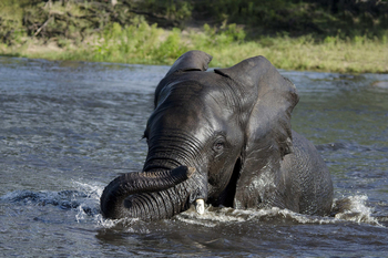The Old House: Schwimmender Elefant