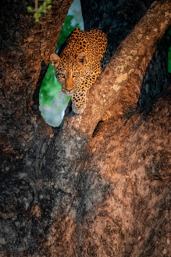Time + Tide South Luangwa: Leopard im Baum