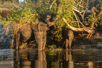 Toka Leya Camp Toka Leya Camp: Elefantenrüssel im Baum