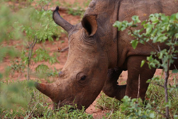 Tongabezi Tongabezi: Nashorn