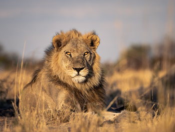 Wilderness Mokete Camp: Löwenportrait