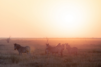 Wilderness Mokete Camp: Zebras im Gegenlicht