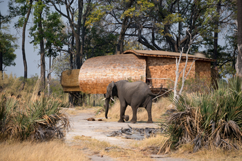 andBeyond Sandibe Okavango Safari Lodge: Elefant im Camp