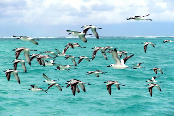 Alphonse Island Lodge: Ginat Nobbies