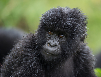 Bisate Lodge: Gorillaportrait