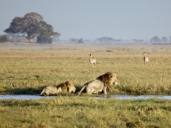Busanga Bush Camp: Löwen im Sumpf