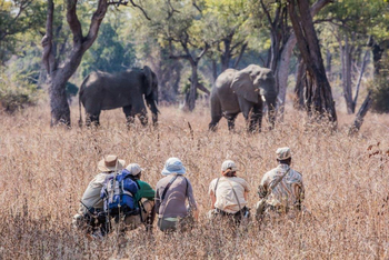 Chikoko Trails: Elefanten im Weg