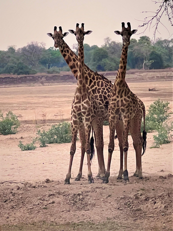 Chikunto Safari Lodge Chikunto Safari Lodge: Giraffen