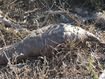 Chilo Ivory Trail Adventure: Pangolin