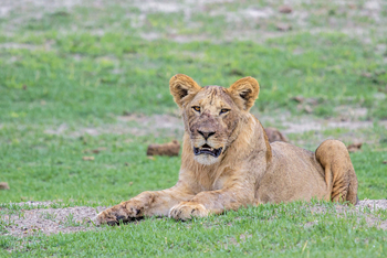 Chobe Game Lodge: Löwin im Gras