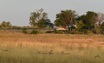 Deteema Springs Camp: Impalas