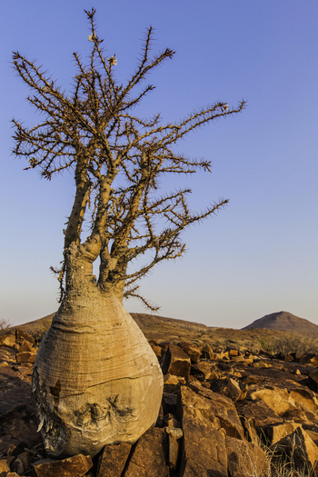 Etendeka Mountain Camp Etendeka Mountain Camp: Bottle Tree