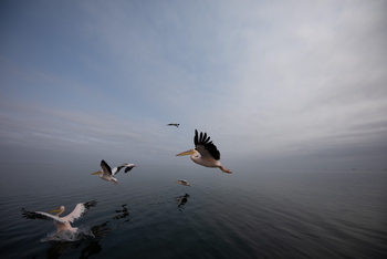 Fancy Fritz B&B: Pelikane