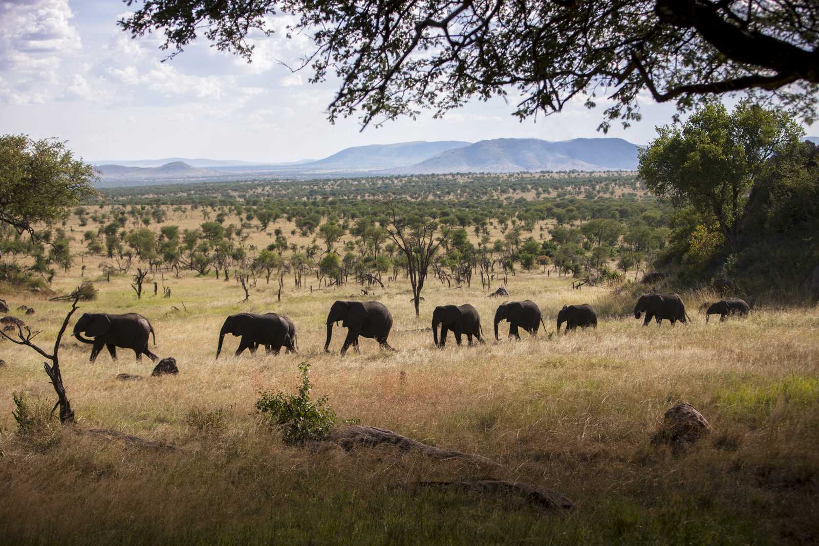 Four Seasons Safari Lodge Four Seasons Safari Lodge: Elefantenherde
