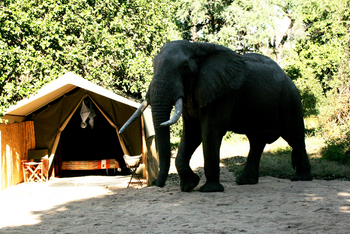 Goliath Tented Camp Goliath Tented Camp: Elefant im Camp