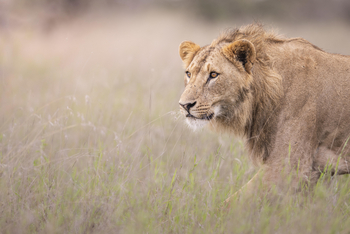 Governors' Mugie: Lion Tracking