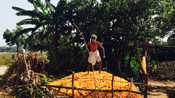 Jamtara Wilderness Camp: Maisernte