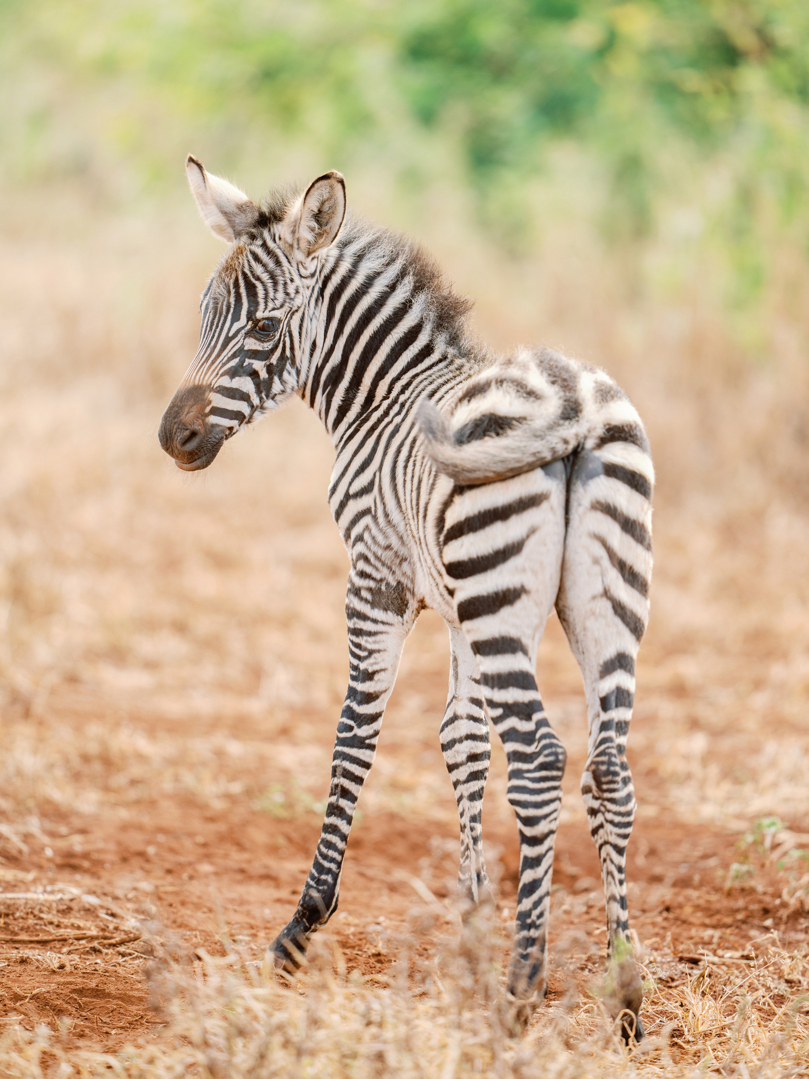 Elewana Elsa's Kopje Elewana Elsa's Kopje