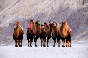 Ladakh: Reitkamele