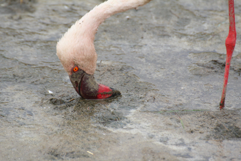 Lake Nakuru Sopa Lodge Lake Nakuru Sopa Lodge: Flamingopf