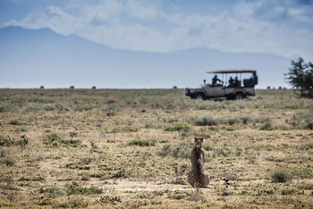 Legendary Mila Tented Camp: Gepard