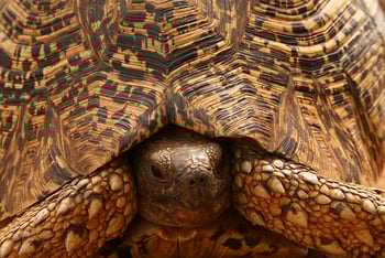 Legendary Mila Tented Camp: Leopardenschildkrötze