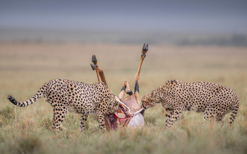 Little Governors' Camp: Cheetah Project