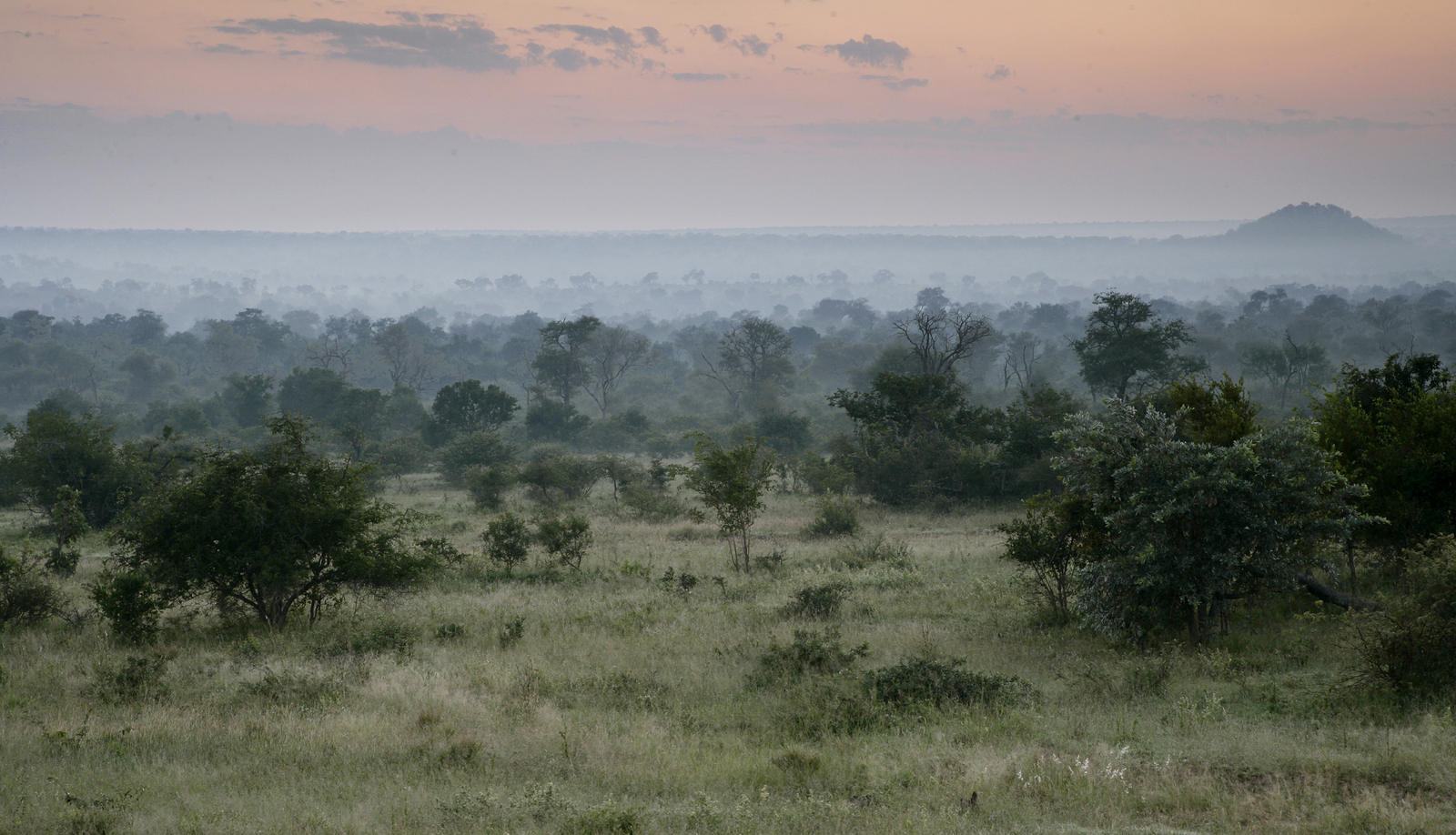 Londolozi Tree Camp Londolozi Tree Camp
