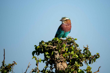 Mara Kati Kati Tented Camp: Gabelracke auf einem Ast bei Tageslicht