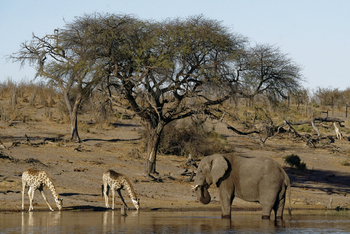 Meno A Kwena Camp Meno A Kwena Camp: Elefant und Giraffen