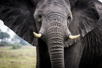 Mombo Camp: Elefantenportrait