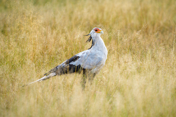 Muddy Teak Camp: Sekretär