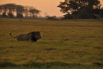 Mukambi Busanga Plains Camp: Männlicher Löwe