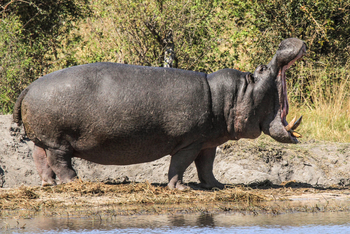 Nehimba Lodge: Hippo