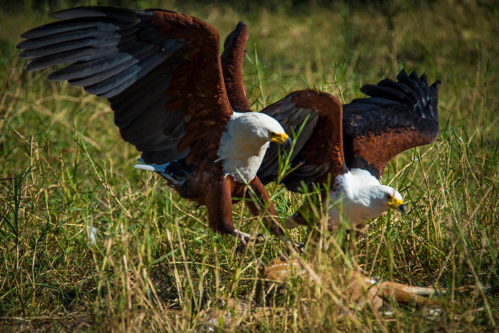 Nokanyana Camp Nokanyana Camp: Fish Eagle mit Babyantilope