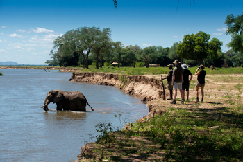 Nyamatusi Camp Nyamatusi Camp: Elefant im Wasser
