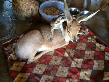 Okutala Lodge: Junges Steinböckchen mit Erdmännchen