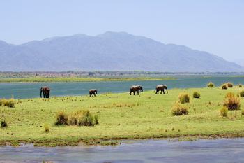 Ruckomechi Camp: Elefanten auf Insel