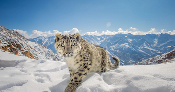 Shan at Uley: Schneeleopard