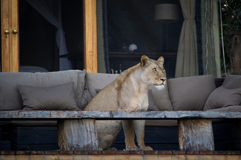 Shumba Camp Shumba Camp: Löwenbesuch