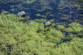 Sitatunga Private Island Camp: Elefanten im Sumpf