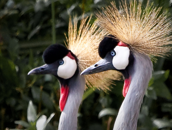 Solio Lodge: Kronenkranichköpfe