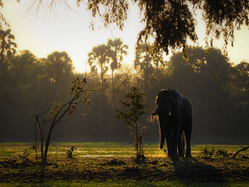 Sungani Lodge Sungani Lodge: Elefant an der Lagune