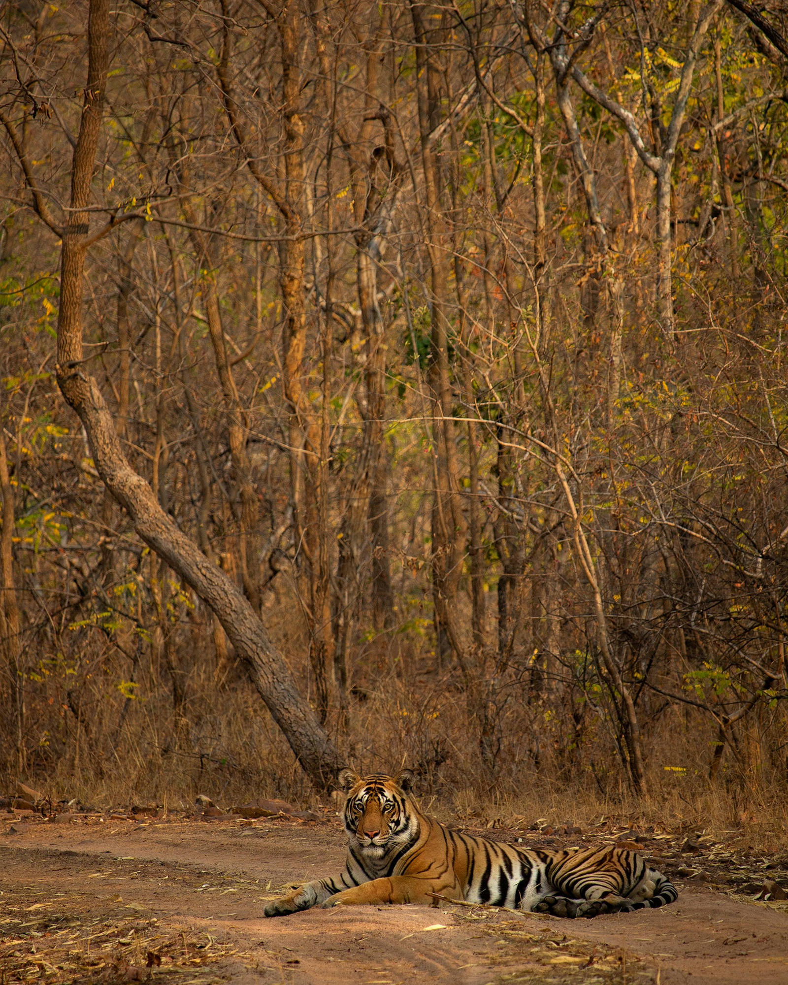 Tathastu Resort Bandhavgarh Tathastu Resort Bandhavgarh: Tiger Dabadol